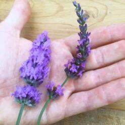 Sensational!™ Lavender -High Country Gardens Shop lavender phenomenal flower hand