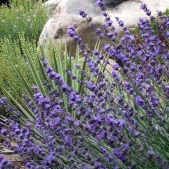 Sharon Roberts English Lavender -High Country Gardens Shop lavender sharon roberts 1
