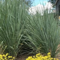 Great Basin Wildrye -High Country Gardens Shop leymus cinereus wwg 1