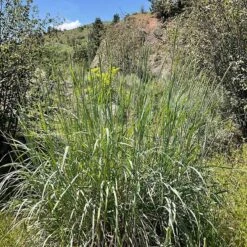 Great Basin Wildrye -High Country Gardens Shop leymus cinereus wwg 3