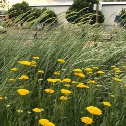 Great Basin Wildrye -High Country Gardens Shop leymus cinereus wwg 4