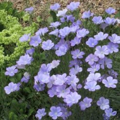 Spanish Blue Flax (Linum) -High Country Gardens Shop linum narbonense 2