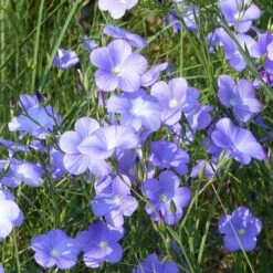 Spanish Blue Flax (Linum) -High Country Gardens Shop linum narbonense spanish blue flax 1 cropped