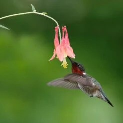 Little Lanterns Columbine -High Country Gardens Shop little lanters columbine hummingbird