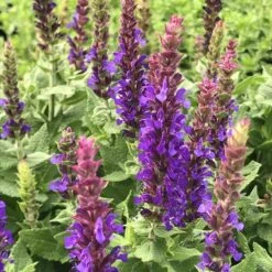 Little Night Salvia -High Country Gardens Shop little night