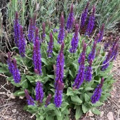 Little Night Salvia -High Country Gardens Shop little night salvia hero