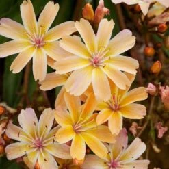Little Peach Lewisia 3 Little Peach Lewisia -High Country Gardens Shop little peach lewisia cluster