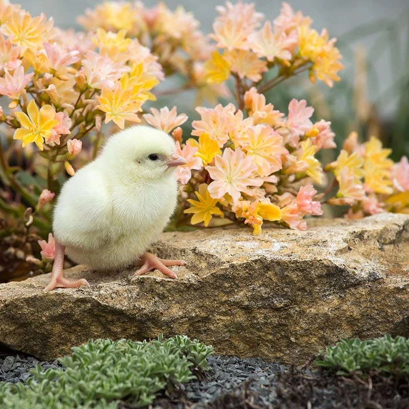 Little Peach Lewisia 1 Little Peach Lewisia