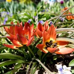 Little Princess Wildflower Tulip -High Country Gardens Shop little princess wf tulip 2