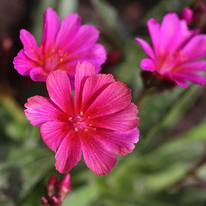 Little Raspberry Lewisia 3 Little Raspberry Lewisia - Image 3