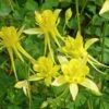 Little Treasure Dwarf Spur Columbine 11 Little Treasure Dwarf Spur Columbine -High Country Gardens Shop little treasure wwg 1