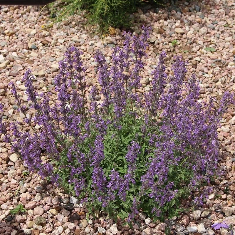 Little Trudy® Nepeta 2 Little Trudy® Nepeta - Image 2