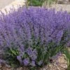 Little Trudy® Nepeta 6 Little Trudy® Nepeta -High Country Gardens Shop little trudy nepeta bush undaunted garden 1