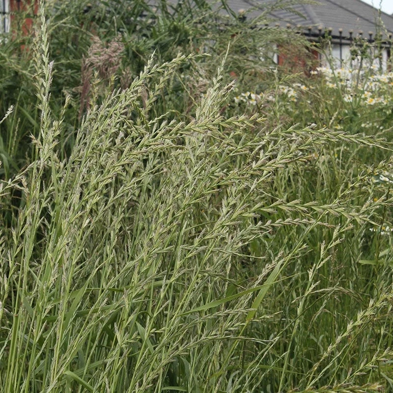 Annual Rye Grass Seeds 2 Annual Rye Grass Seeds - Image 2