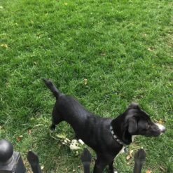 Low Work And Water Dwarf Fescue Grass Seed -High Country Gardens Shop low ww dog cust photo