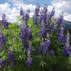 High Country Meadow Native Wildflower Seed Mix -High Country Gardens Shop lupine mountainside