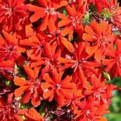 Maltese Cross (Silene) -High Country Gardens Shop lychnis chalcedonica 2