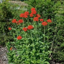 Maltese Cross (Silene) -High Country Gardens Shop lychnis chalcedonica 3