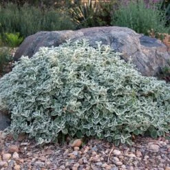 Silver Edged Horehound (Marrubium) -High Country Gardens Shop marrubium rotundifolium david winger1 plant select cropped