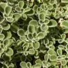 Silver Edged Horehound (Marrubium) -High Country Gardens Shop marrubium rotundifolium plant select cropped
