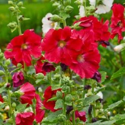 Mars Magic Single Hollyhock -High Country Gardens Shop mars magic single hollyhock alcea rosea walters garden flowers