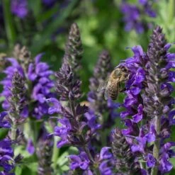 May Night Salvia -High Country Gardens Shop may night savlia bee