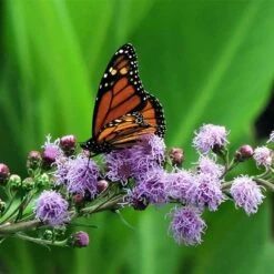 Summer Dreams Pre-Planned Garden -High Country Gardens Shop meadow blazing star monarch on liatris ligulistylus 1