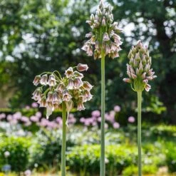 Mediterranean Bells -High Country Gardens Shop mediterranean bells 2