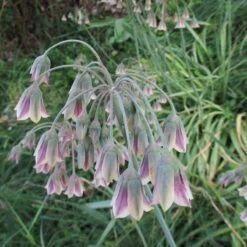 Mediterranean Bells -High Country Gardens Shop mediterranean bells 3