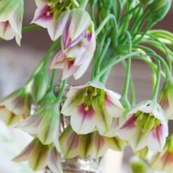 Mediterranean Bells -High Country Gardens Shop mediterranean bells 4