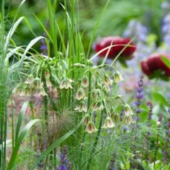 Mediterranean Bells -High Country Gardens Shop mediterranean bells 5