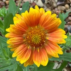 Mesa™ Peach Gaillardia 5 Mesa™ Peach Gaillardia -High Country Gardens Shop mesa beach gaillardia cust photo