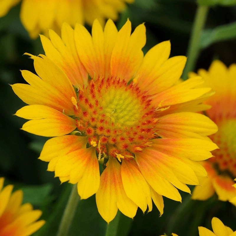Mesa™ Peach Gaillardia 1 Mesa™ Peach Gaillardia