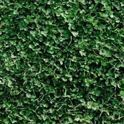 Microclover & Low-Water Lawn Seed Mix -High Country Gardens Shop microclover grass