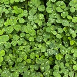 Microclover Seed (Pelleted) 8 Microclover Seed (Pelleted) -High Country Gardens Shop microclover closeup sq