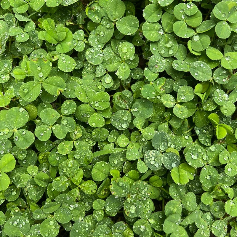 Microclover Seed (Pelleted) 4 Microclover Seed (Pelleted) - Image 4