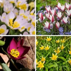 Multiplying Mini Tulip Bulb Collection -High Country Gardens Shop mini multiplying tulip bulb coll 12 9 24