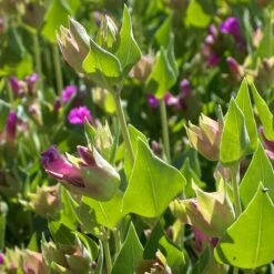 Wild Four O'Clock (Mirabilis) 5 Wild Four O'Clock (Mirabilis) -High Country Gardens Shop mirabilis multiflora 3