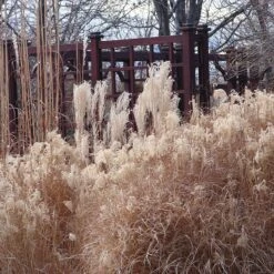 Gracillimus Miscanthus Grass -High Country Gardens Shop miscanthus ornamental grass winter