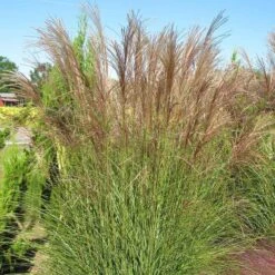 Gracillimus Miscanthus Grass -High Country Gardens Shop miscanthus gracillimus hni 03 cropped