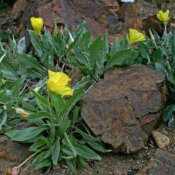 Missouri Evening Primrose