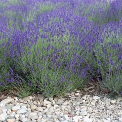 Mitcham Gray English Lavender 5 Mitcham Gray English Lavender -High Country Gardens Shop mitcham gray english lavender 1
