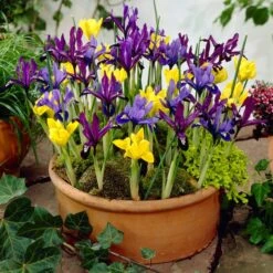 High Country Gardens Shop -High Country Gardens Shop mixed specie iris visi08375