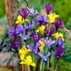 Dwarf Specie Iris Mix (Mini Iris) -High Country Gardens Shop mixed specie iris visi09644