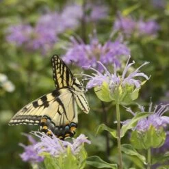 Wild Bergamot (Wichita Mountains Form) -High Country Gardens Shop monarda fistulosa wild bergamot