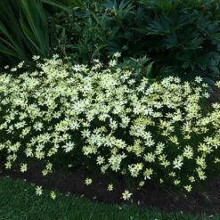 Moonbeam Coreopsis -High Country Gardens Shop moonbeam coreopsis 4