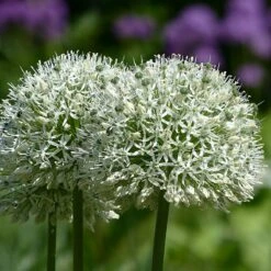 Mount Everest Allium -High Country Gardens Shop mount everest allium 3