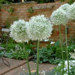 Mount Everest Allium -High Country Gardens Shop mount everest allium 4