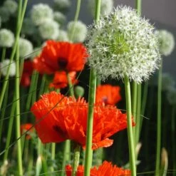 Mount Everest Allium -High Country Gardens Shop mount everest allium 5