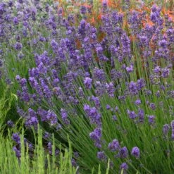 Habitat Hero Birdwatcher Pre-Planned Garden -High Country Gardens Shop munstead violet english lavender